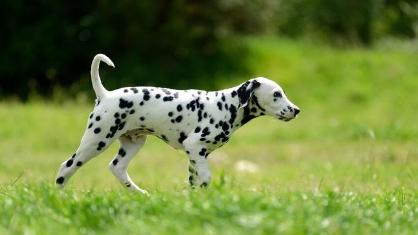 Aké sú vlastnosti dalmatínskeho psa? Informácie o plemene šteňa dalmatínskeho psa