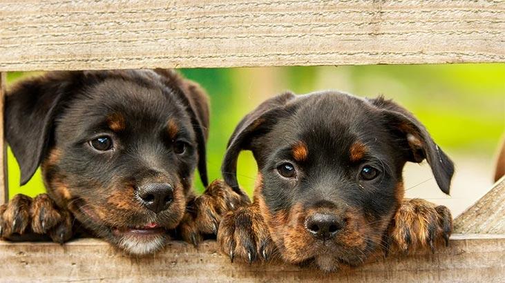 Mik a Rottweiler kutya tulajdonságai? Információ a Baby Rot fajtáról