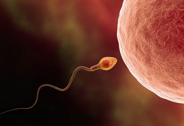 Welche Möglichkeiten gibt es, um die Spermienqualität zu verbessern?