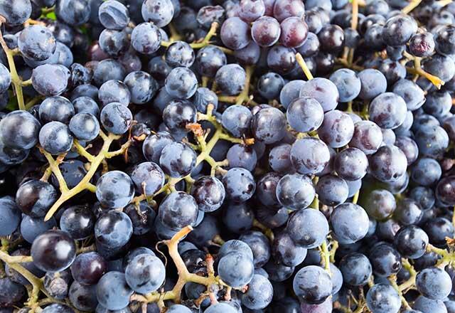 Kas yra kvapioji vynuogė ir kokia jos nauda?