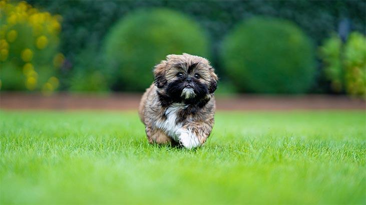 Care sunt trăsăturile câinelui Shih Tzu? Informații despre rasa catelus Shitsu