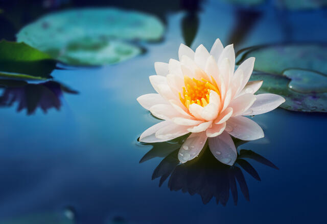 Was ist Lotusblume? Wo wächst es?