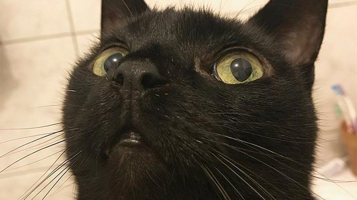 Was sind die Eigenschaften der Bombay-Katze? Wie pflege ich eine Kätzchen Black Burmese Panther Cat?