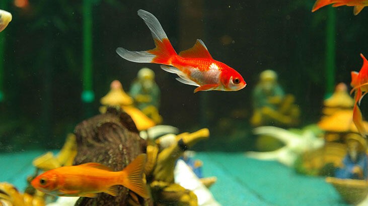 Was sollten Goldfische tun, um länger zu leben?