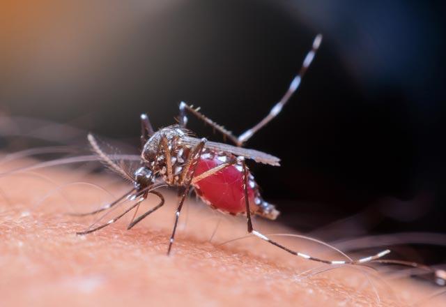 Wie wird Mückenjucken behandelt?
