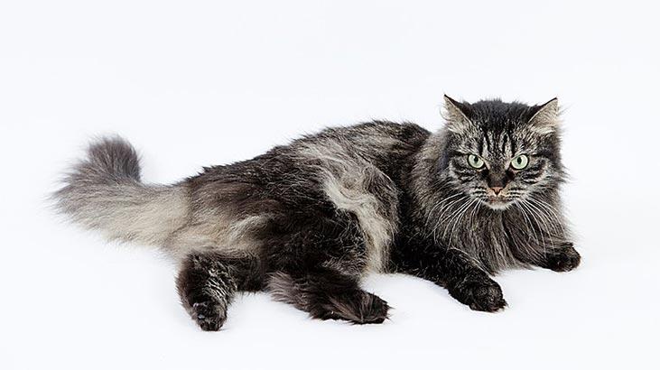 Care sunt caracteristicile pisicii siberiene? Cum să îngrijești un pisoi siberian?