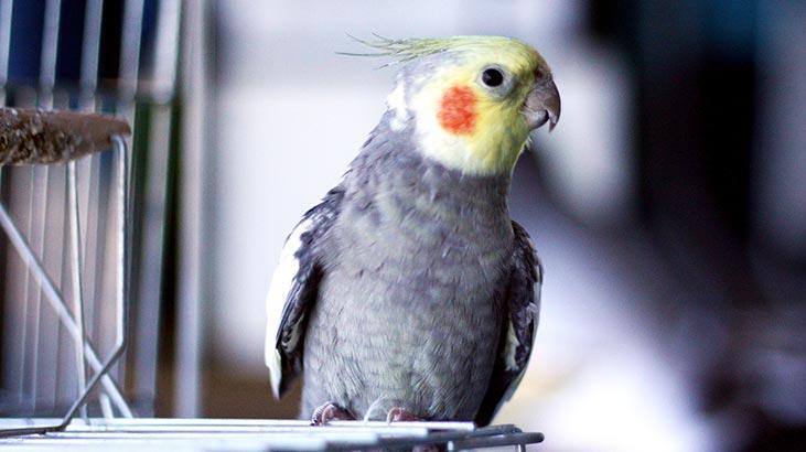 Hvad er papegøjearter og navne? Typer og karakteristika for papegøjer