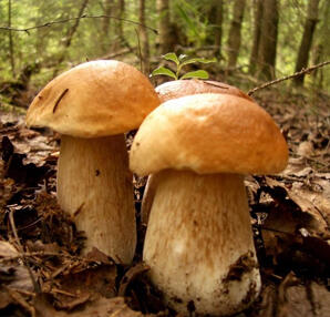 Het grote gevaar in paddenstoelen!
