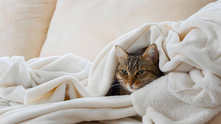 Qu'est-ce que la fièvre du chat et comment est-elle traitée ?