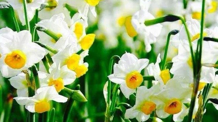 Narcissusblomst: Betydning, egenskaber og fordele Hvordan plejer man?