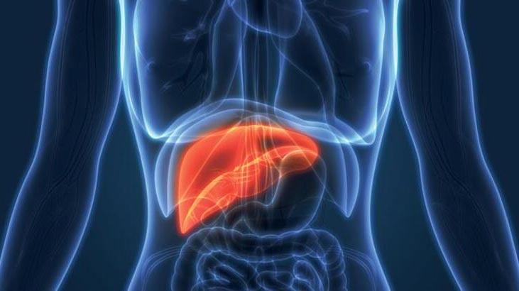Koja je funkcija jetre? Gde je jetra u telu i koja su njena svojstva?
