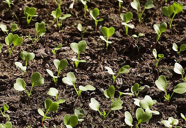 Ce legumă este plantată în ce lună? Morcovi, mazăre, spanac, roșii, ridichi, cartofi, ceapă... când se plantează?