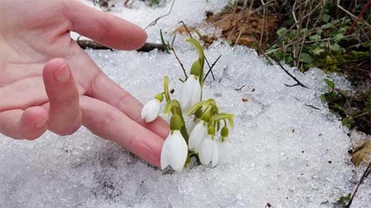 Cvet sneške: koje je njegovo značenje, svojstva i prednosti? Kako se brinuti?