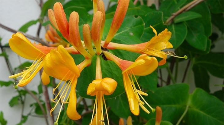 Honeysuckle Flower: Betydning, funktioner og fordele Hvordan plejer man?