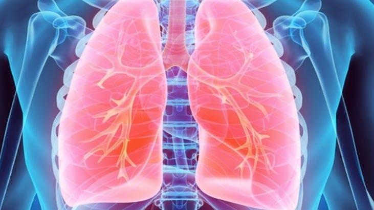 Welche Funktion hat die Lunge? Wo befindet sich die Lunge im Körper und was sind ihre Eigenschaften?