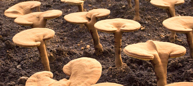 Wunder der Natur: Reishi Pilz