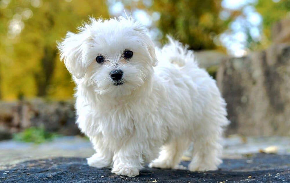 Care sunt caracteristicile câinelui maltez? Informații despre cățelușul de rasă Maltese Terrier (Maltiz).