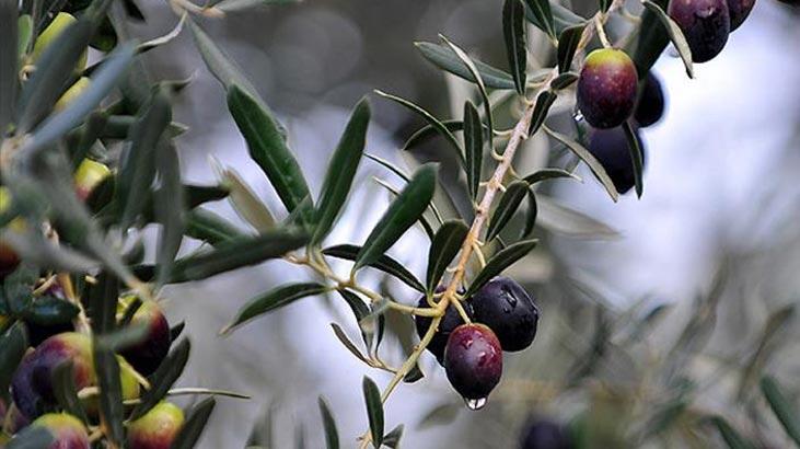 Hva kjennetegner oliventreet, hvordan dyrkes det?