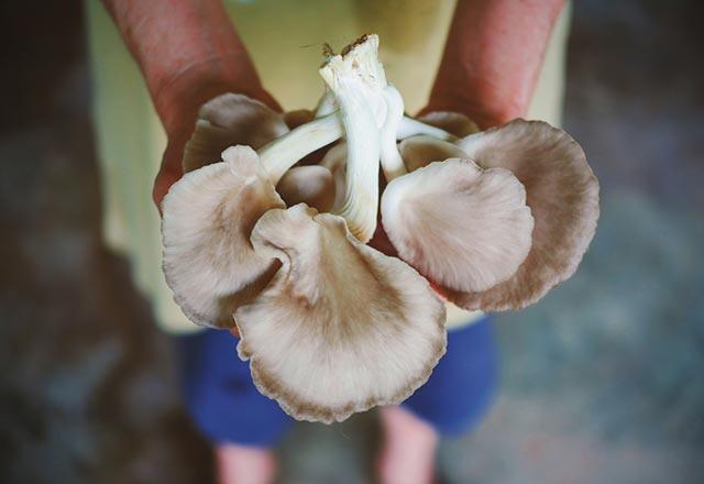 Ce este ciuperca stridii și cum se cultivă?