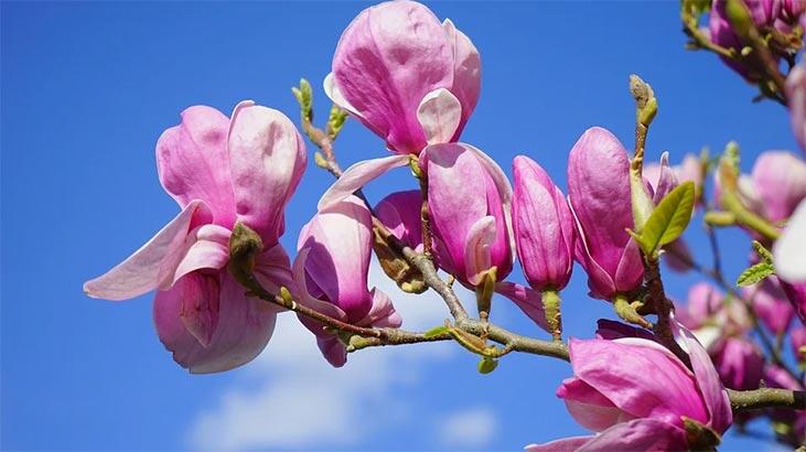 Magnoliablomst: Betydning, egenskaber og fordele Hvordan plejer man?