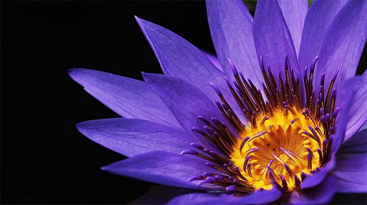 Floarea de lotus: care sunt semnificația, proprietățile și beneficiile ei? Cum să ai grijă?