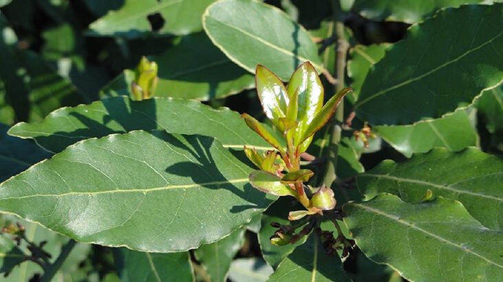 Care sunt caracteristicile arborelui de dafin, cum este cultivat?