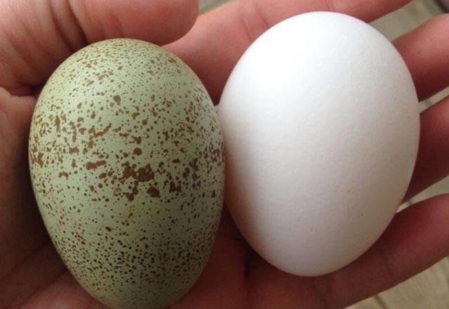Kuo naudingi mėlynai žali kiaušiniai?