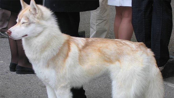 Hvad er kendetegnene ved en Siberian Husky-hund? Information om hvalpe Husky racen