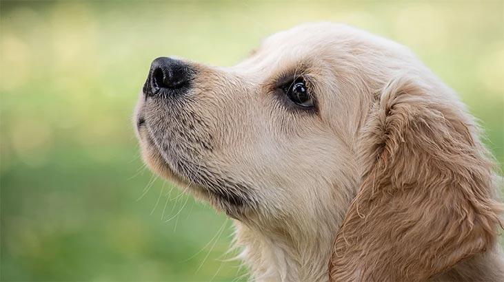 Kokie yra auksaspalvių retriverių šunų bruožai? Informacija apie auksinius šuniukus