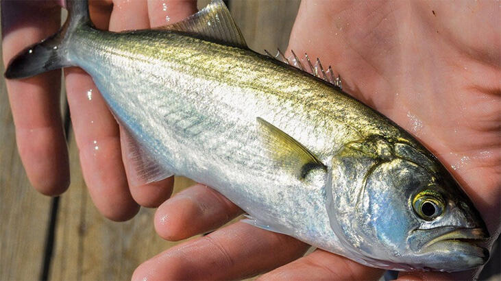 Cum să gătești pește cu înotătoare galbenă? Gătirea peștelui cu înotătoare galbenă în tigaie și grătar