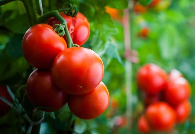 Wie man Tomaten in Töpfen anbaut?