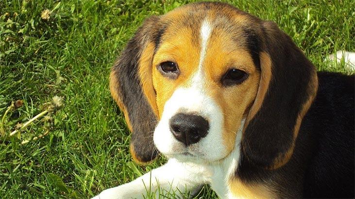 Hvad er Beagle Dogs egenskaber? Information om Baby Beagle Race