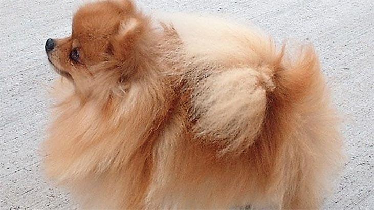 Was sind die Merkmale des Pommerschen Boo-Hundes? Informationen zur Rasse Puppy Pom (Pommern)