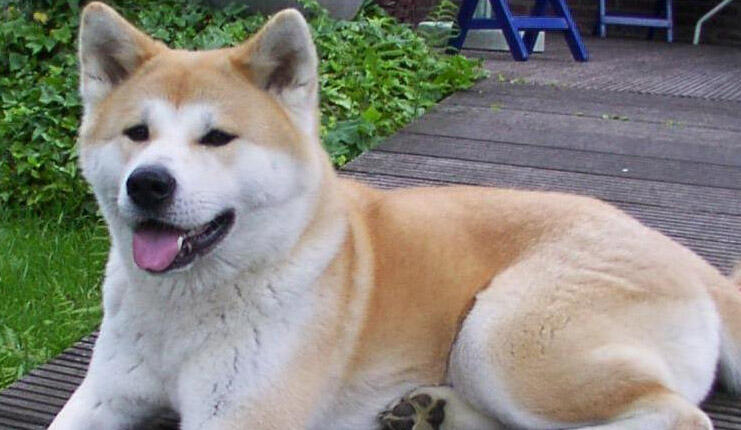 Quelles sont les caractéristiques du chien Akita ? Informations sur la race bébé Akita Inu