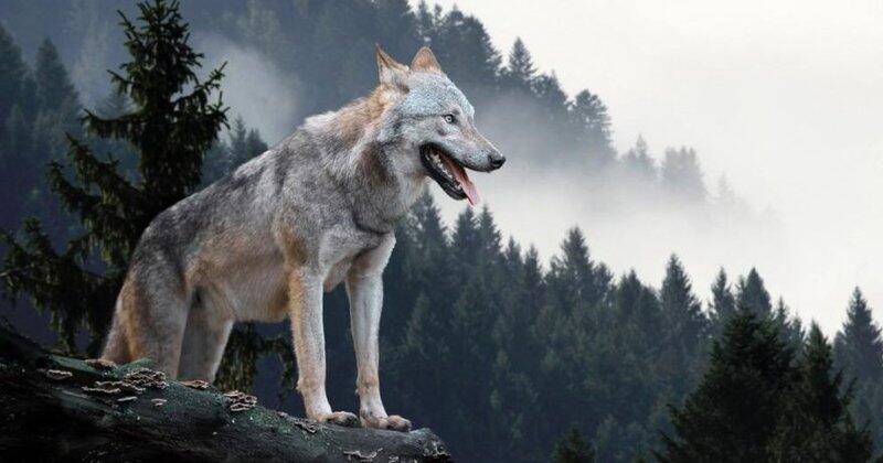 Was bedeutet es, einen Wolf in der Wahrsagerei zu sehen? Was bedeutet es, wenn eine Wolfsform in Coffee Fortune auftaucht?